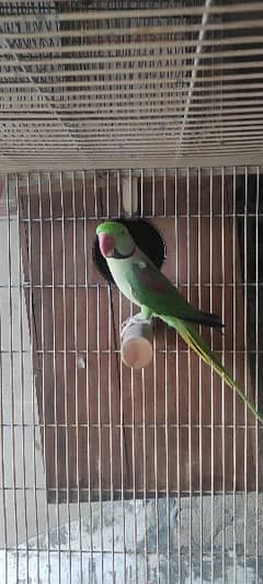 Male Kashmiri Raw Parrot