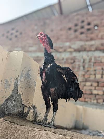 pure Thai patha for sale - Hens - 1093395704