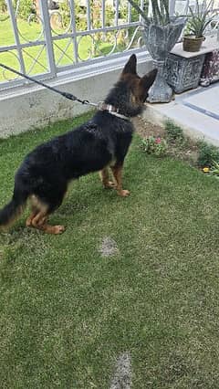 Pedigree German Shepherd for sale