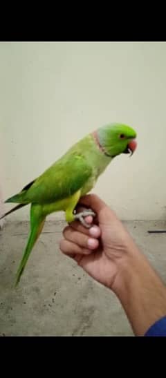 Green Parrot samitam