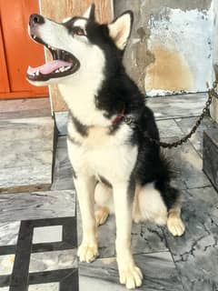 Siberian husky for sale urgently