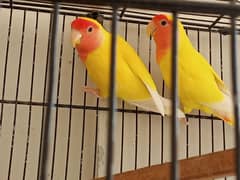 lutino breeder pair with cage