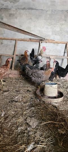 Desi Misri Hens Murghia Available 0