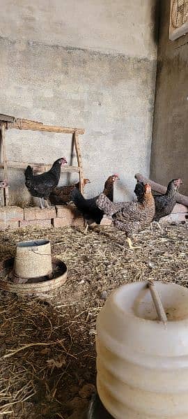 Desi Misri Hens Murghia Available 1