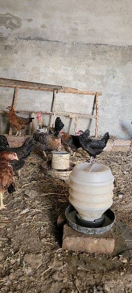 Desi Misri Hens Murghia Available 3