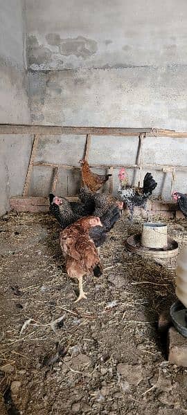 Desi Misri Hens Murghia Available 4