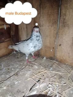 Budapest pigeon