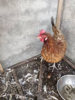 Egg laying Hen | Golden Misri