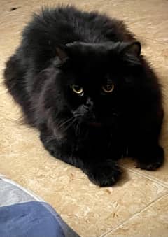 Persian Black Male cat