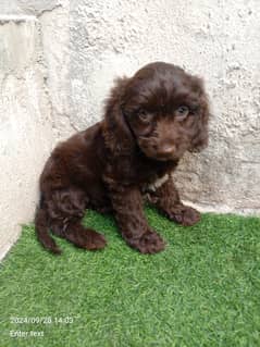 american cockapoo Puppies