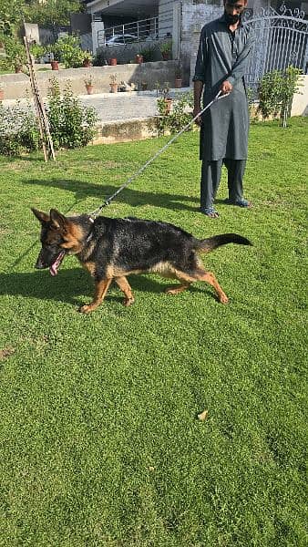 Pedigree German Shepherd for sale 2