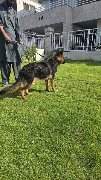 Pedigree German Shepherd for sale 3