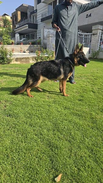 Pedigree German Shepherd for sale 4