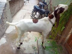 Bakra