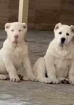 King alabai dog pair 3 months for sale security dog