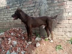 AFGANI KUCHI BREED MALE 8 MONTHS