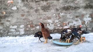 one hen and Five chicks mianwali