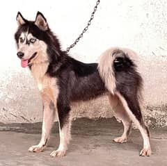 Siberian husky female