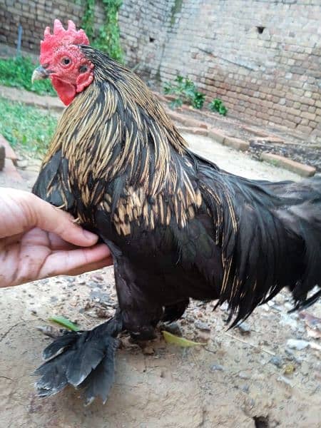 Cochin bantam 0