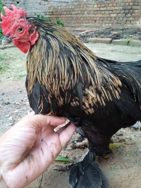 Cochin bantam 1