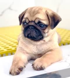 Pug Puppy Female