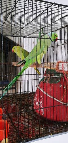 green ringnack breader pair male tallking conure chick