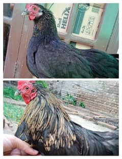 Cochin bantam pair