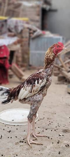 Mianwali Aseel Murgha home breed patha