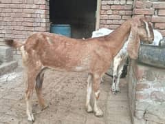 goat for sale 03052593845