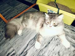 CAT FOR SALE 9 MONTH