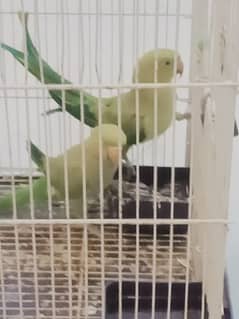 Male Green Parrot hand tame