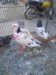 7 pigeon