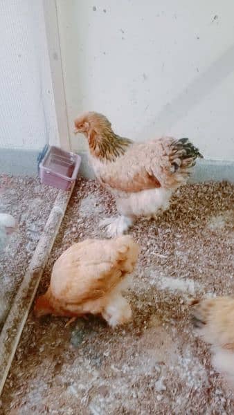 Golden Buff | brahma | chicks Ameraucana | Hens | Murgha 2