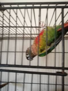 3 pc conure