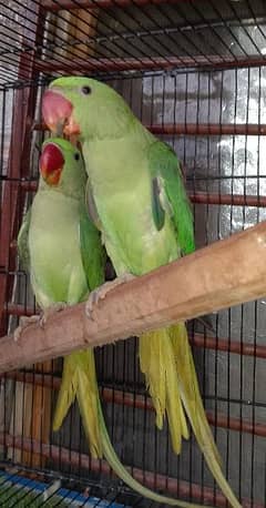 raw parrot pair