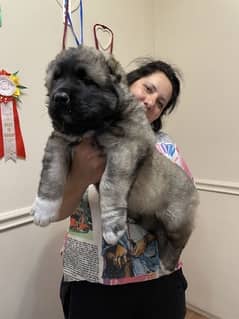 Caucasian shepherd puppies available for booking