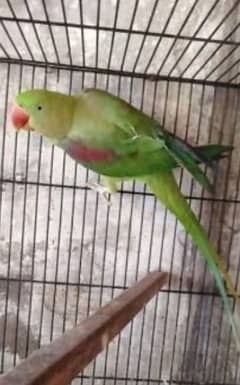 raw parrot female ready to breed 4 year age