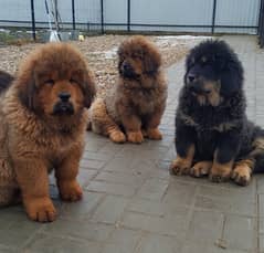 Tibetan mastiff puppies available for booking