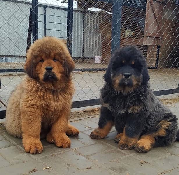 Tibetan mastiff puppies available for booking 2