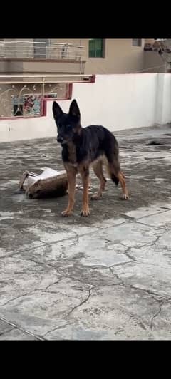 I want to sell my German Shepherds non Pedigree