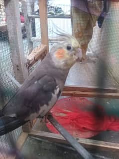 healthy and active cockatiel