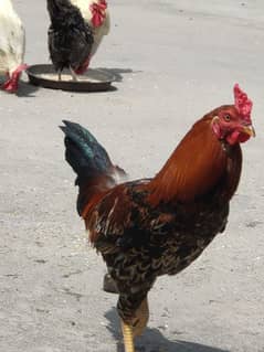 Hen