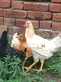 Desi hen OR golden miser hen for sale  egg laying 03188305150