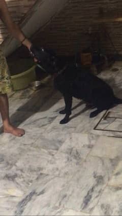 LABRADOR MALE 1 YEAR OLD FULY TRAINED