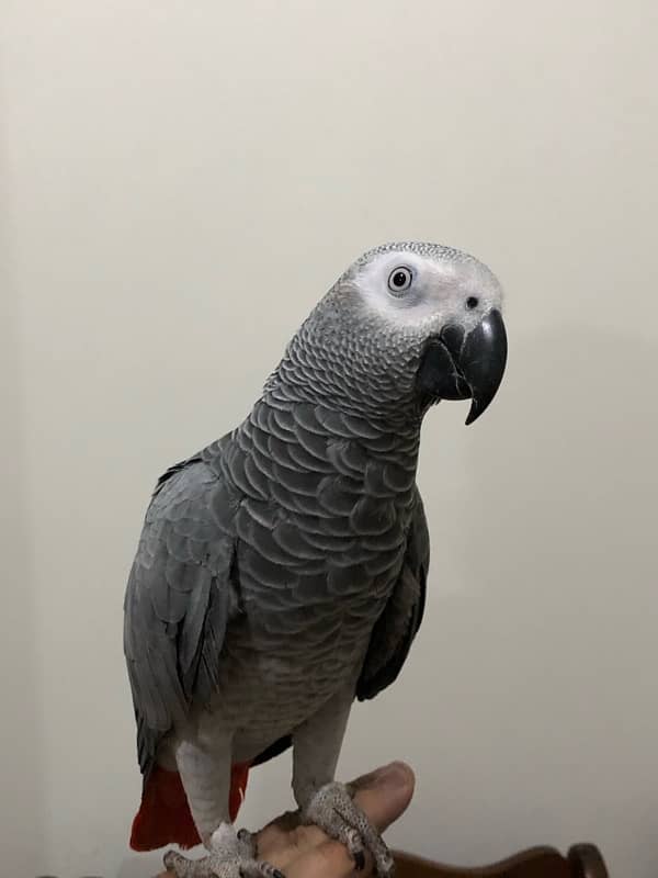 Tamed and Talkative grey parrot 0