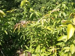 Mango plants