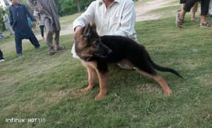 German Shepherd | GSD | Pedagree | Long Coat | Puppy | Sale | pupp