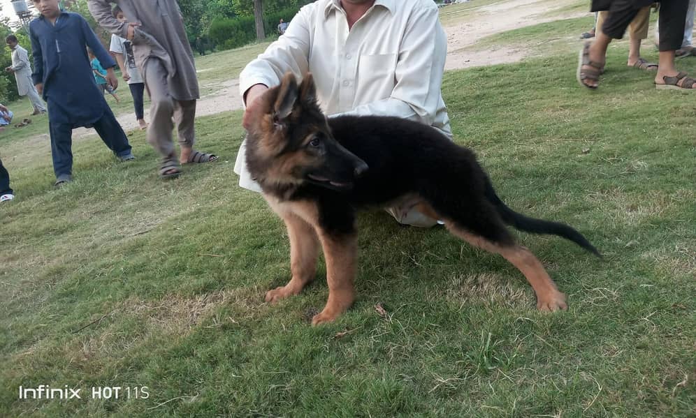 German Shepherd | GSD | Non Pedagree | Long Coat | Puppy | Sale | pupp 0