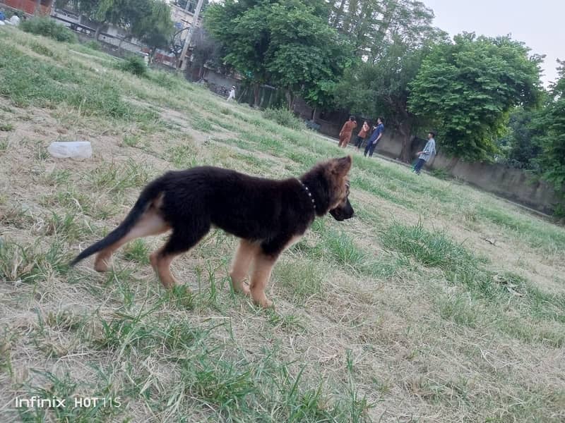 German Shepherd | GSD | Non Pedagree | Long Coat | Puppy | Sale | pupp 2