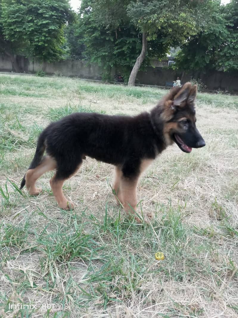 German Shepherd | GSD | Non Pedagree | Long Coat | Puppy | Sale | pupp 3